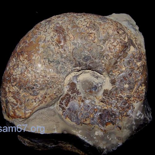 Ceratites Nodosus