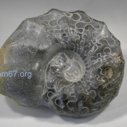 Ceratites Nodosus