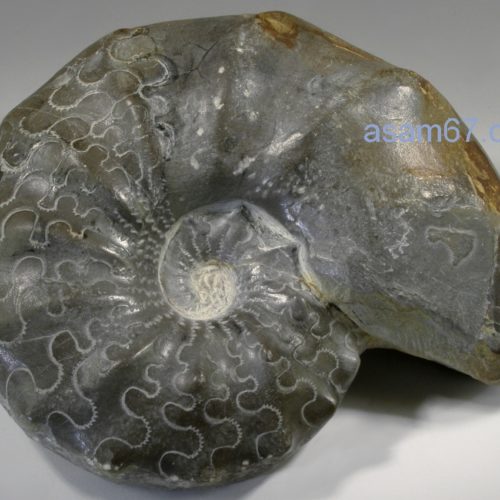 Ceratites Nodosus